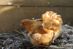 Cochins im Wind 2