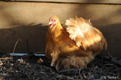 Cochins im Wind 3