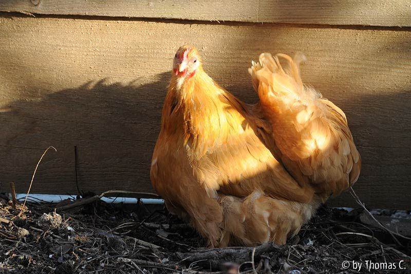 Cochins im Wind 4