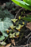 E_ acuminatum x pinnatum April 2011.jpg