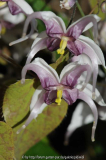 epimedium acuminatum x leptorrhizum 4.jp