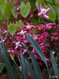 Ep. rubrum 2011