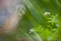 wiesenimpression