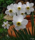 Narcissus radiiflorus?