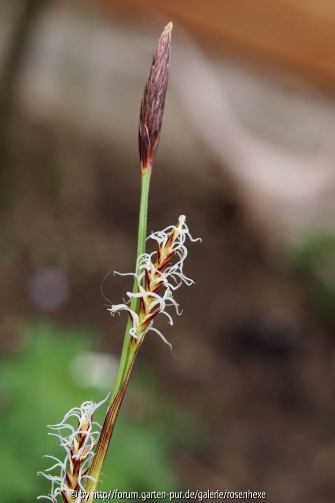 Carex morrowii