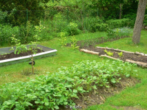 Gemüsebeete 2010