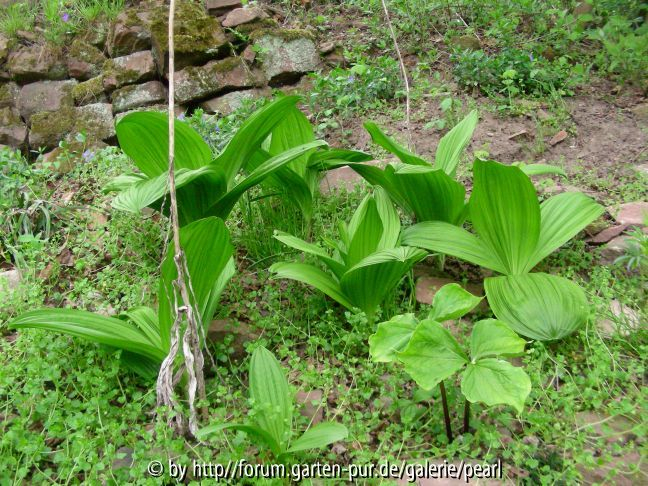 Veratrum nigrum 2011