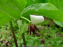 Trillium cernuum 2011