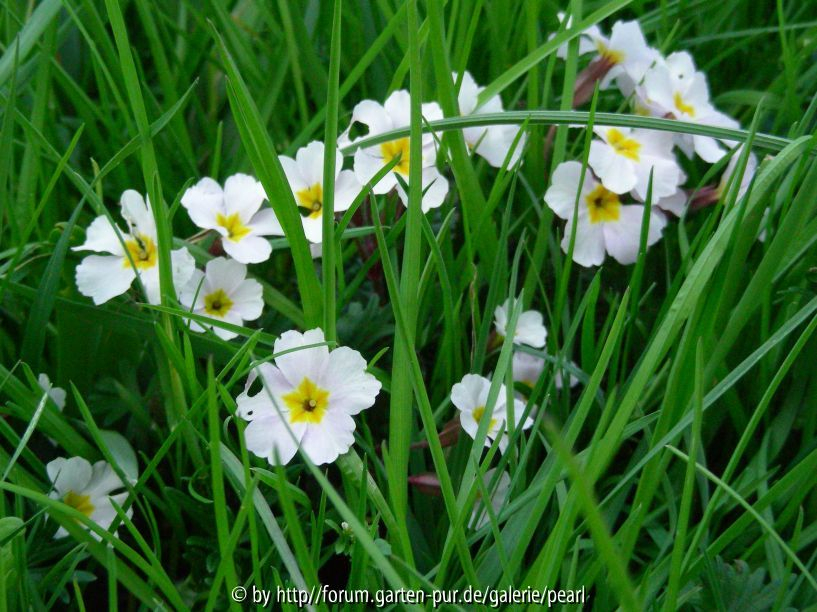 Primula Garryard Guinivere