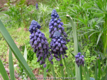 Bellevalia pycnantha 3