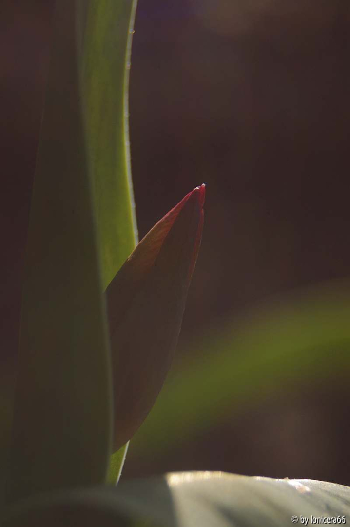 tulpe