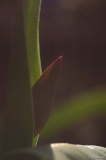 tulpe