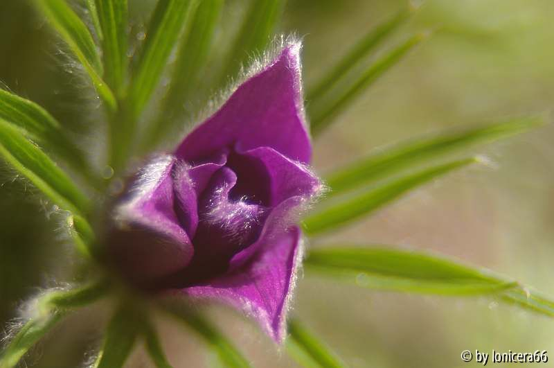 pulsatilla blau