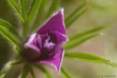 pulsatilla blau