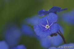 blaues Blümchen