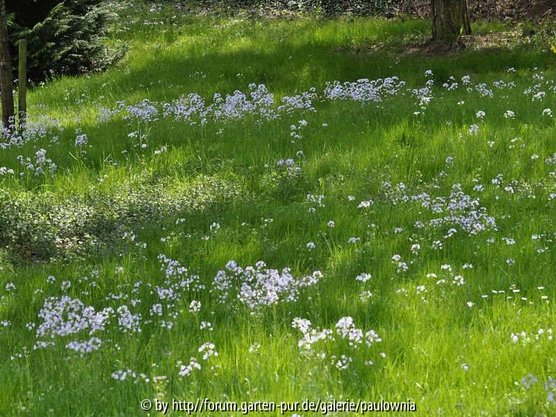 Wiesenschaumkraut