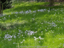 Wiesenschaumkraut