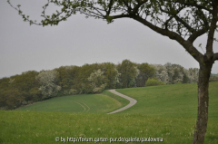Weg