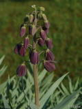 Fritillaria persica.JPG
