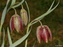 Fritillaria montana.JPG