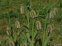Fritillaria hermonis amana.JPG