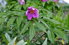 Paeonia mairei