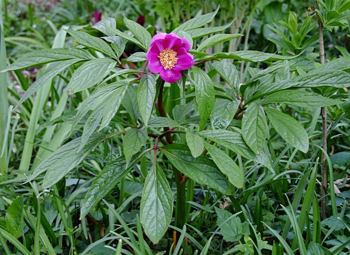 Paeonia mairei