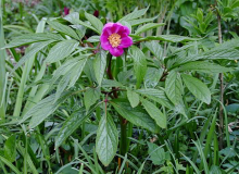 Paeonia mairei