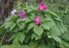 Paeonia mairei