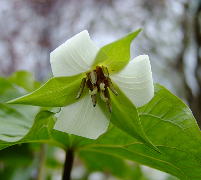 Trillium erectum 'Album'