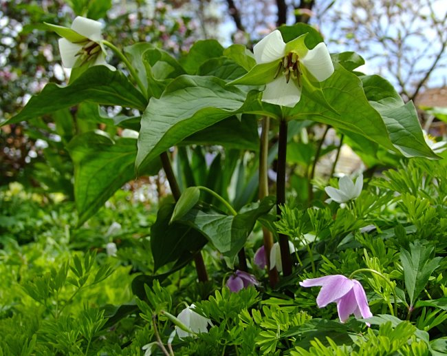 Trillium erectum 'Album'
