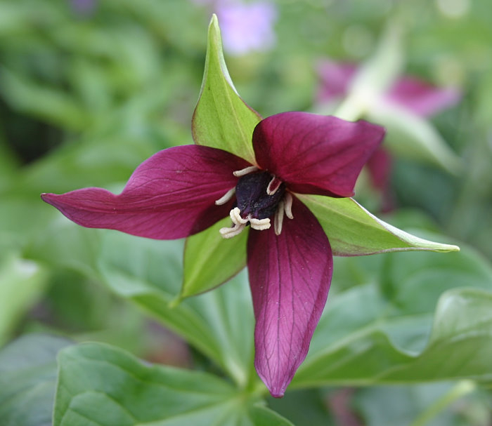 Trillium erectum