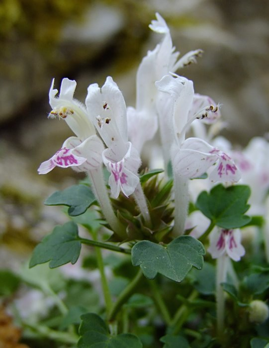 Lamium sandrasicum