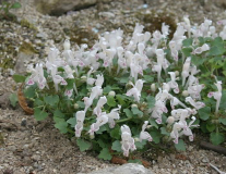 Lamium sandrasicum
