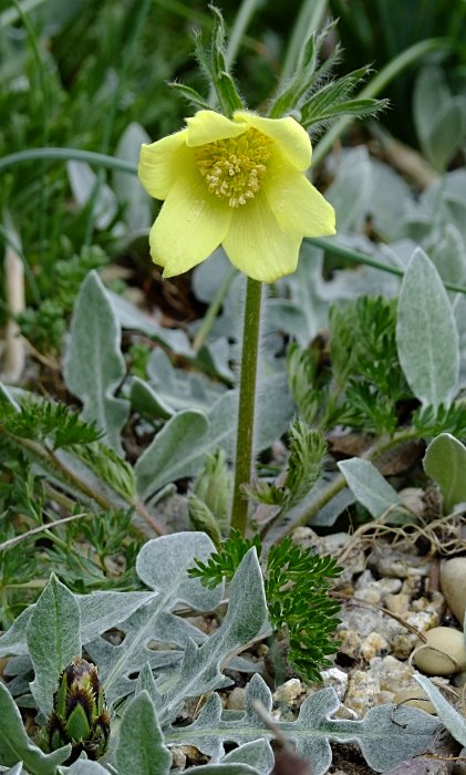 Pulsatilla albana
