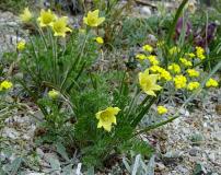 Pulsatilla albana