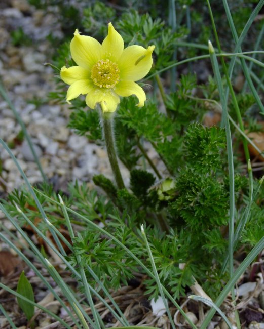 Pulsatilla albana