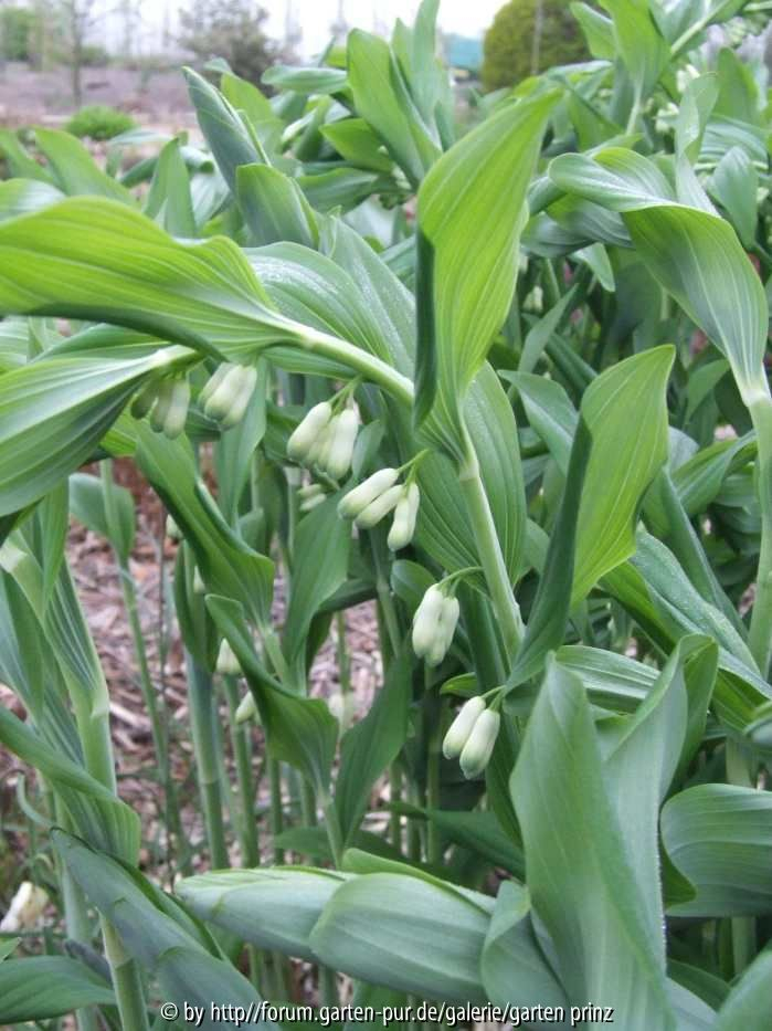Polygonatum cannaliculatum (?) 2011/4