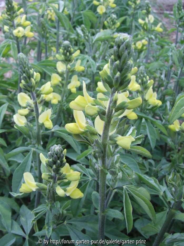 Thermopsis chinensis 2011/4