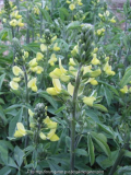 Thermopsis chinensis 2011/4