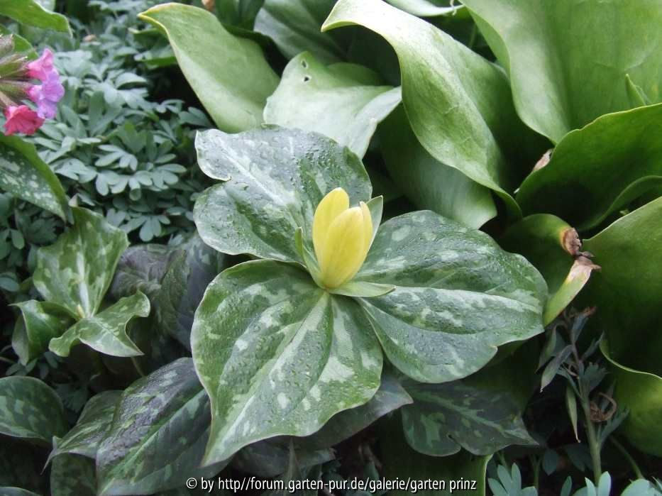 Trillium luteum 2011/4