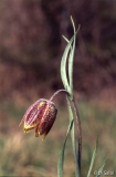 Frit_ montana SLO 09.jpg