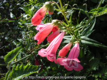Penstemon ´Souvenir d`Adrian Regnier`