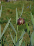 Frit_ montana 11.JPG