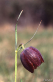 Frit_ montana 09.jpg