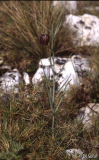 Fritillaria montana Lastovo13_04_2005 (2