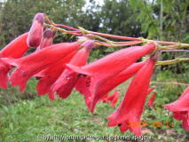 Penstemon ´Schönhölzeri`