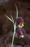 Fritillaria montana Korcula 11_04_2005.j