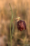 Fritillaria montana Hvar 01_04_1999 (1).