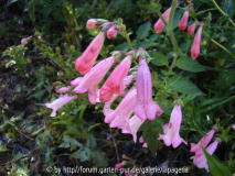 Penstemon ´Hidcote Pink`